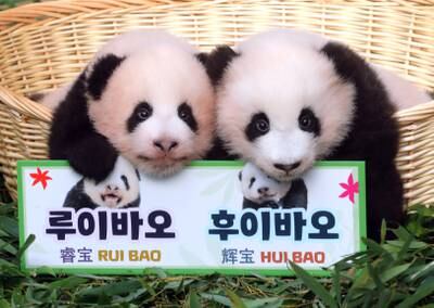Female giant panda cub twins are shown to the public at Everland in Yongin, near Seoul, South Korea. EPA