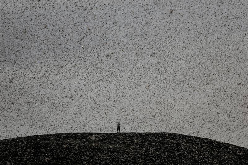 A man engulfed by a swarm of desert locusts stands on top of a hill near Nanyuki, Kenya, on January 30, 2021. By Baz Ratner,   Pulitzer Prize finalist for Feature Photography. Reuters