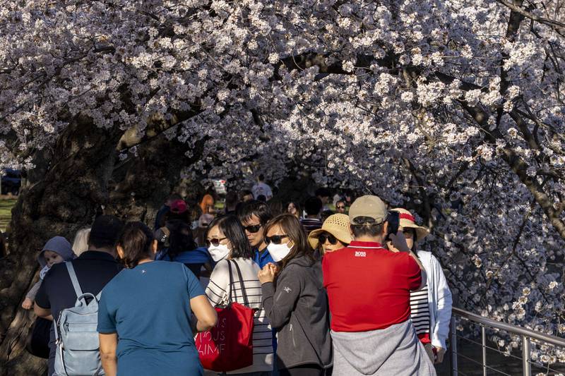 This year's National Cherry Blossom Festival runs through April 17. AFP