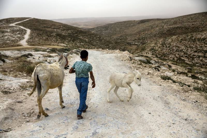 A young Palestinian boy with his donkeys  by the isolated village of Arakeez in the West Bank's south Hebron Hills .(Photo by Heidi Levine for The National 