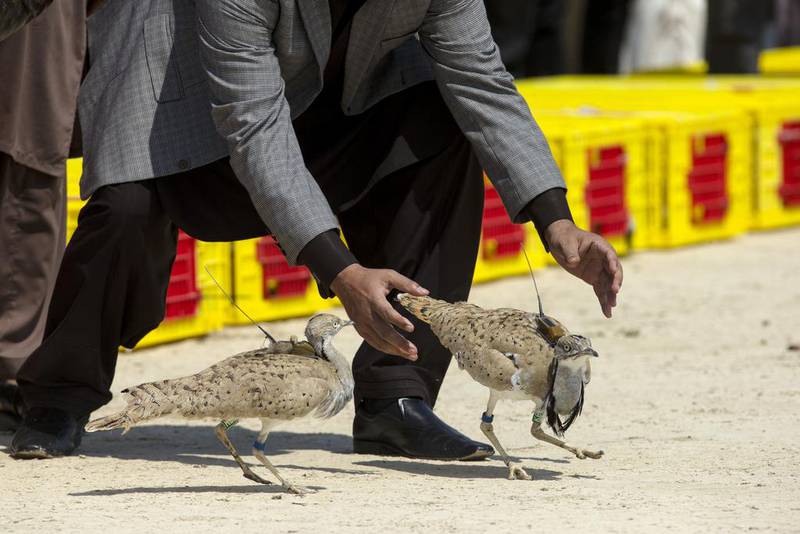 Asian Houbara bred in Abu Dhabi by the International Fund for Houbara Conservation are released in Lal Sohanra National Park in near Bahawal Pur, Pakistan on March 18, 2015. 600 Houbara, 250 chinkara Gazelle and 50 Black Buck were released through a partnership between the UAE and Pakistan governments.