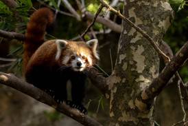 Red panda found after escape from Australian zoo