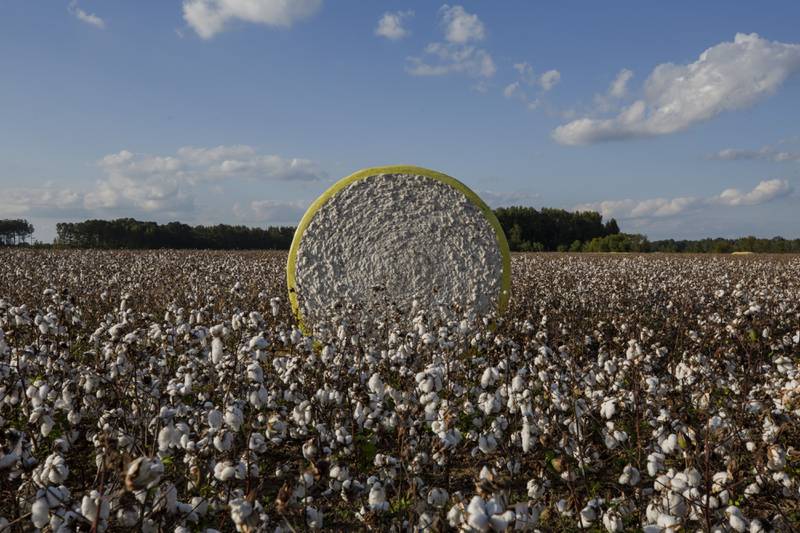A cotton bail in a field during harvest on a farm. Extreme weather brought on by climate change sent cotton prices up by as much as 30 per cent. Bloomberg