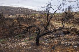 Burnt trees that local residents say were hit by white phosphorus shells from Israeli artillery stand in a border village in south Lebanon. AP