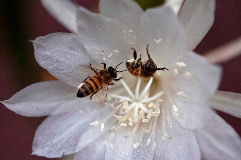 Bees suck nectar from a Night-blooming jasmine (Cestrum nocturnum), one of its favorites, at the end of spring in San Salvador. AFP