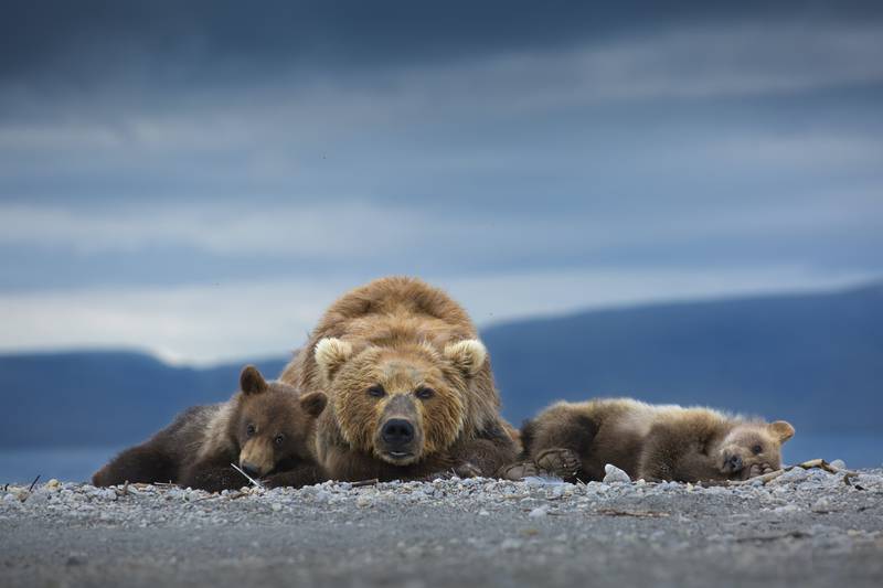 Silver medal, Animal Portraits: brown bear mother and her cubs, South Kamchatka Sanctuary, Russia, by Neelutpaul Barua, India.