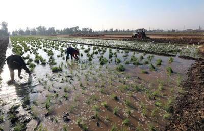 Farmers plant rice seedlings in a waterlogged field at Tanta.