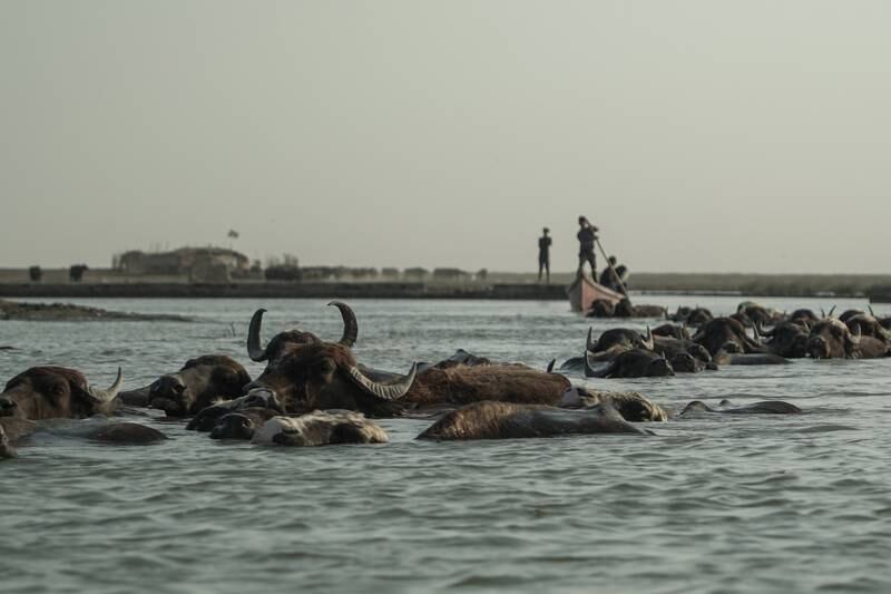 Water buffalo swim in the Chabayech Marshes. Haider Husseini for The National