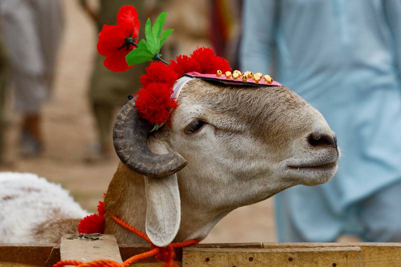 A sacrificial goat  in Peshawar. Reuters