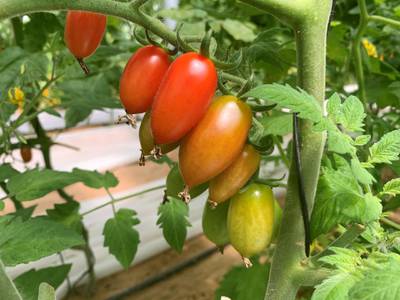 Greenheart Organic Farms has 20 varieties of tomatoes and nine varieties of cherry tomatoes. Courtesy Greenheart Organic Farms