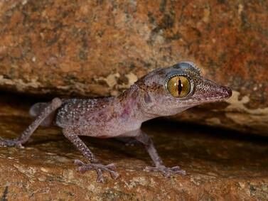 A new hope for critically endangered animal native to the UAE