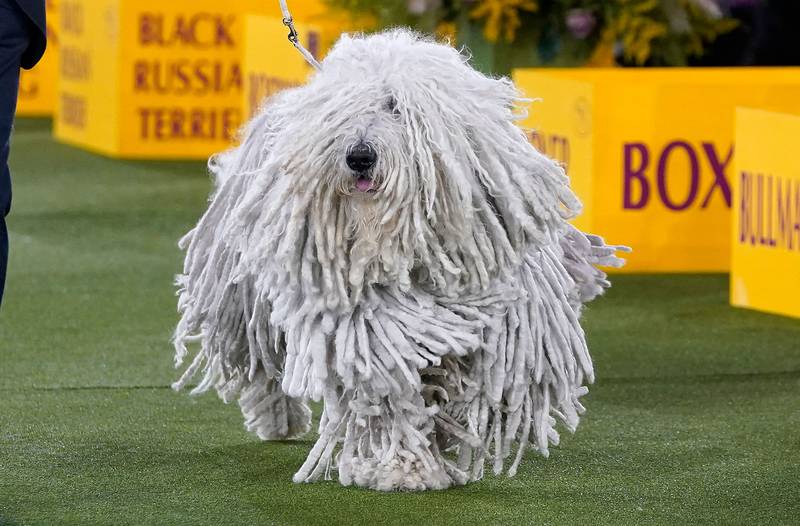 A Komondor in the ring during the Working group judging. AFP
