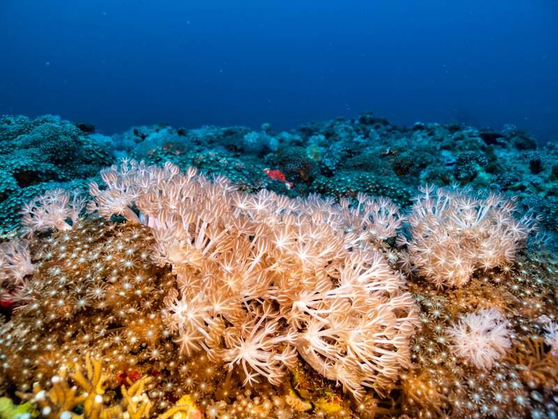 The corals in this Red Sea gulf might be one of the last remaining complete ecosystems by 2100.