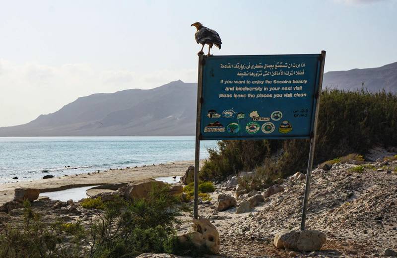 An Egyptian Vulture, an endangered bird, sits on a sign promoting the importance of the protection of nature at Aher in the northeast of the Yemeni island of Socotra. AFP
