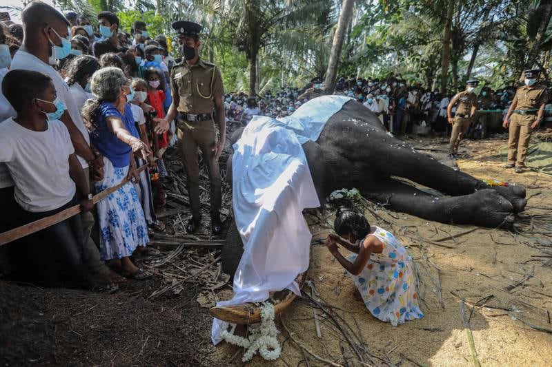 Sri Lankans pay their last respects to Nadungamuwa Raja, originally Nadungamuwa Vijaya Raja, the main Sacred Tooth Relic casket bearer at the Esala perahera in Kandy, which died early on 07 March, as a policeman and villagers watch at Nadungamuwa, Weliweriya, near Colombo, Sri Lanka, 07 March 2022.  Nadungamuwa Raja, an Indian tusker (Elephas maximus indicus) born in 1953, was originally gifted by a Mysuru Maharaja along with another, Nawam Raja, which is currently the casket bearer of the Gangaramaya Temple in Colombo, to a Sri Lankan native physician Buddhist monk of Nilammahara Temple in Piliyandala as a token of appreciation for curing one of his relatives.  Nadungamuwa Raja was acquired by a former Member of Parliament for Bandaragama, Herbert Wickramasinghe by a prominent ayurvedic physician, Dharmavijaya Veda Ralahamy of Nadungamuwa, the father of the present owner, Ayurvedic Dr.  Harsha Dharmavijaya.  The mahout who cared for the pachyderm is Wilson Kodithuwakku, affectionately known as â€˜Kalu Mamaâ€™.  Nadungamuwa Raja makes the annual trip to Kandy from its residing place Nadungamuwa on foot and was provided armed military escort to and from Kandy after it was declared a National Treasure.  Revered and loved by people from all walks of life, people pay their respects as the elephant passes their areas on its way to bear the replica of the original casket holding the most sacred Buddhist relic, the Buddhaâ€™s Tooth Relic at the Sri Dalada Maligawa in Kandy.  Meanwhile, President Gotabaya Rajapaksa has directed relevant officials to preserve the unique tusker as a national monument for the viewing of future generations.   EPA / CHAMILA KARUNARATHNE