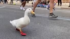 Duck takes a 'quack' at the New York City Marathon