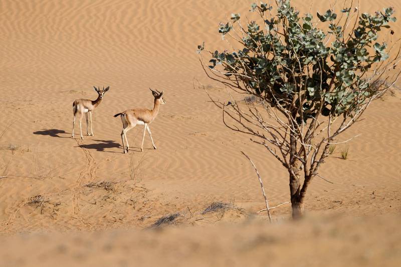 Dubai, Jan 18th, 2012 -- Mountain gazelles wander the desert dunes. Biosphere Expeditions offers an environmental volunteer project  at the Dubai Desert Conservation Reserve where anyone can have a chance to work on conservation and research projects. Photo by: Sarah Dea/ The National