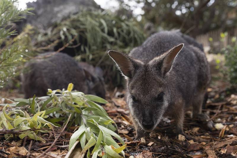 A long-nosed potoroo is pictured at Taronga Zoo in Sydney, Australia. Getty Images