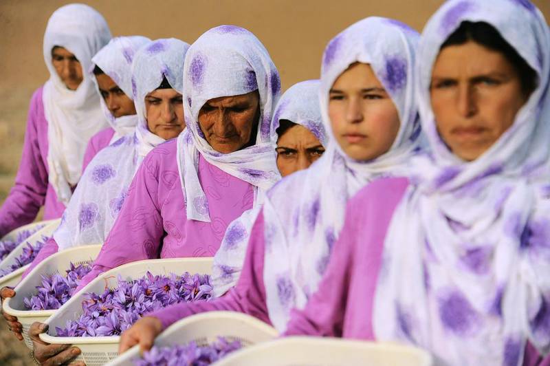 Afghan women carry the picked saffron flowers to be delivered for processing.