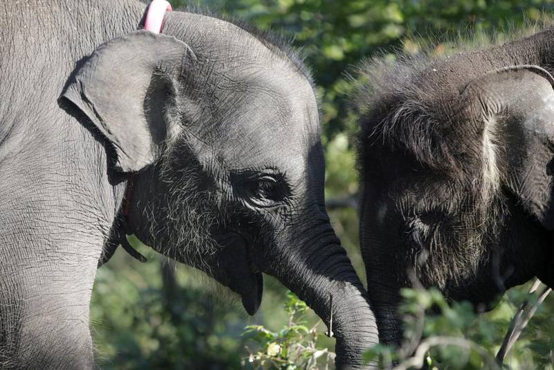 Two baby elephants play at the training centre  (Hotli Simanjuntak / EPA / March 7, 2014)