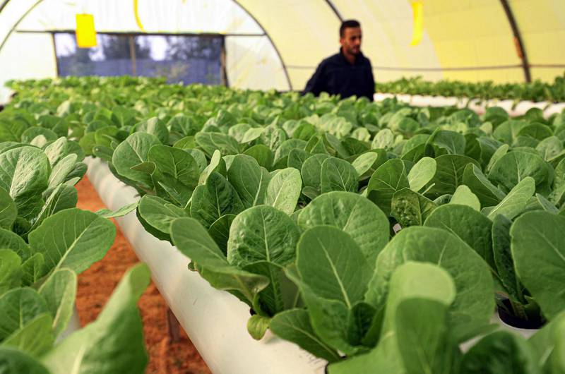 Mounir tours a greenhouse filled with hydroponically-grown lettuces in Qouwea, Libya, a country whose territory is 90 per cent arid desert. AFP