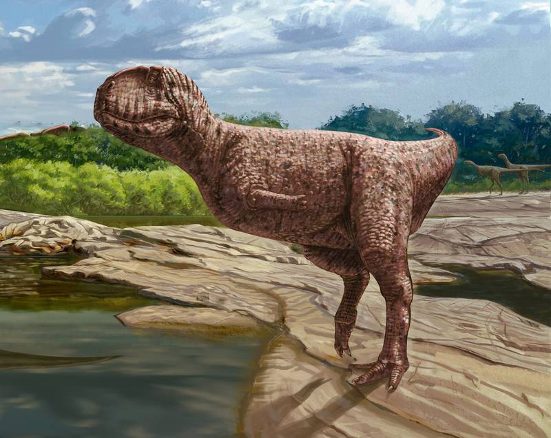 A reconstruction of the newly discovered yet unnamed abelisaurid. Photo: Andrew McAfee, Carnegie Museum of Natural History