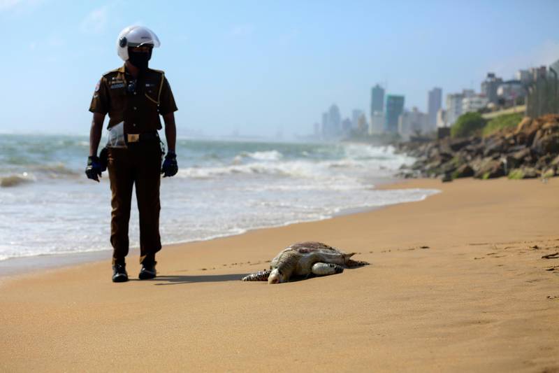 A Sri Lankan policeman looks at a dead turtle that washed ashore in Colombo, Sri Lanka, June 10, 2021. Carcasses of nearly a hundred turtles believed to have been killed due to heat and chemical poisoning from a fire-ravaged ship that sank off while transporting chemicals have been washed to Sri Lanka’s ashore in recent weeks, raising fears of a severe marine disaster. AP