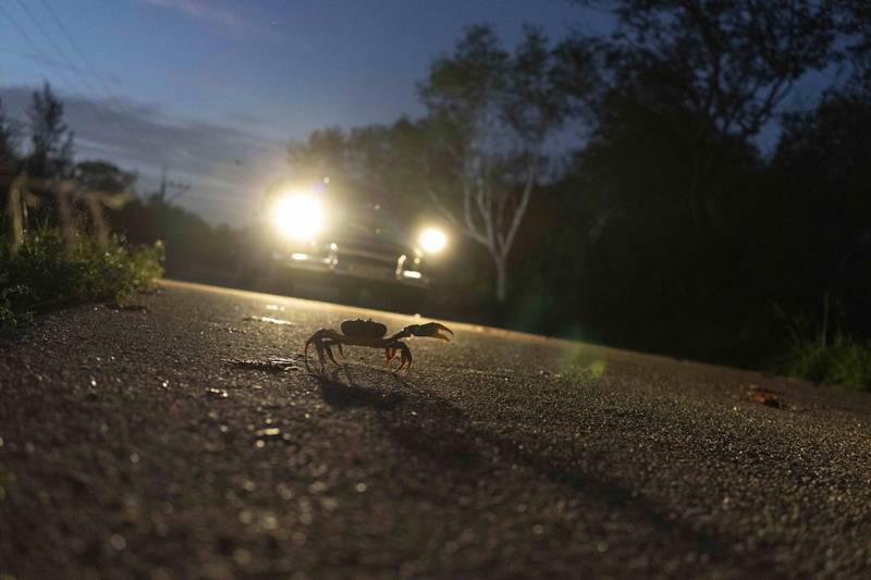 A vintage American car approaches as a crab tries cross the road in Giron, Cuba. The annual migration causes a hazard to drivers. AP