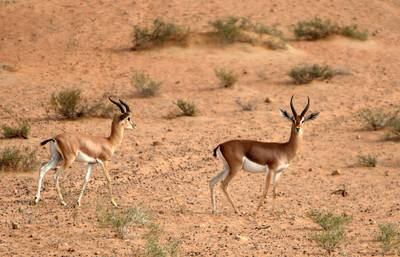 DUBAI, UNITED ARAB EMIRATES Ð June 18, 2011: Arabian Gazelle at the Dubai Desert Conservation Reserve area in Dubai. (Pawan Singh / The National) For News. Story by Colin