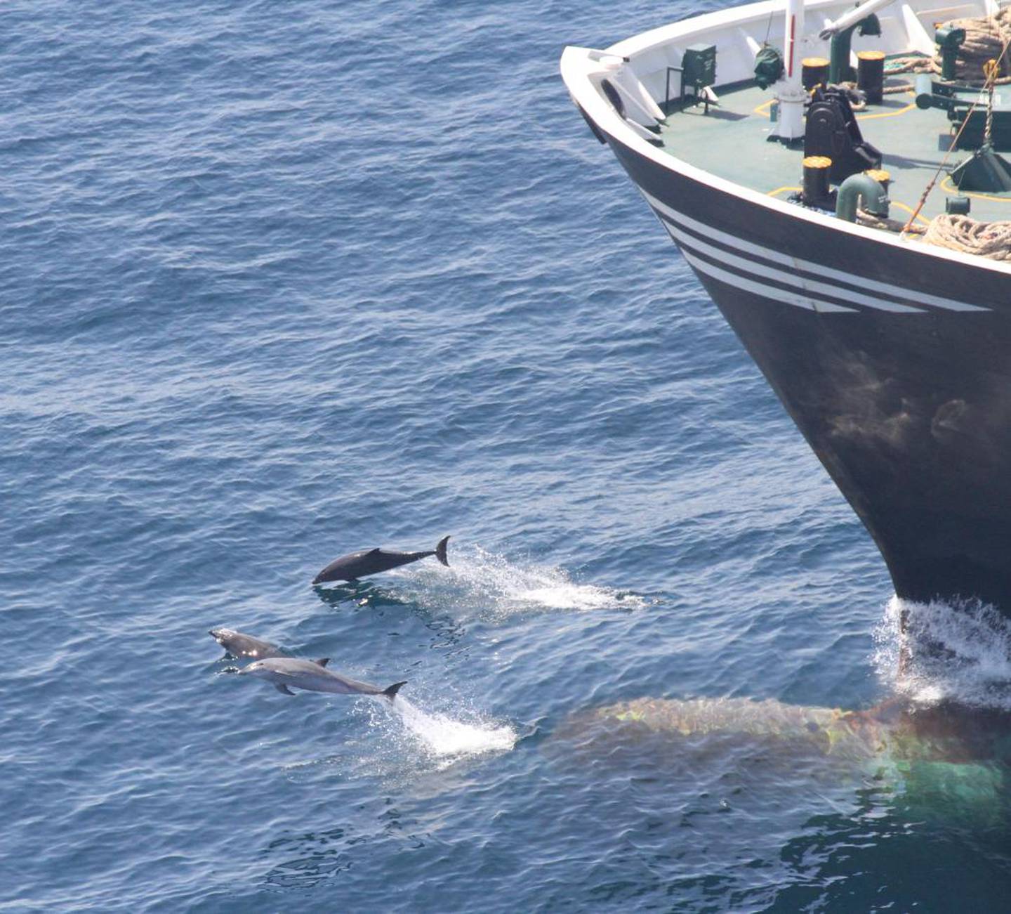 A pod of dolphins ride the wake of a ship in Fujairah's waters. Courtesy The Fujairah Whale and Dolphin Research Project