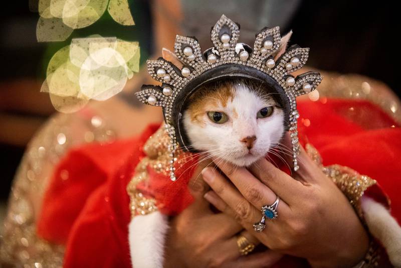 This feline's headdress puts her ahead by a whisker.