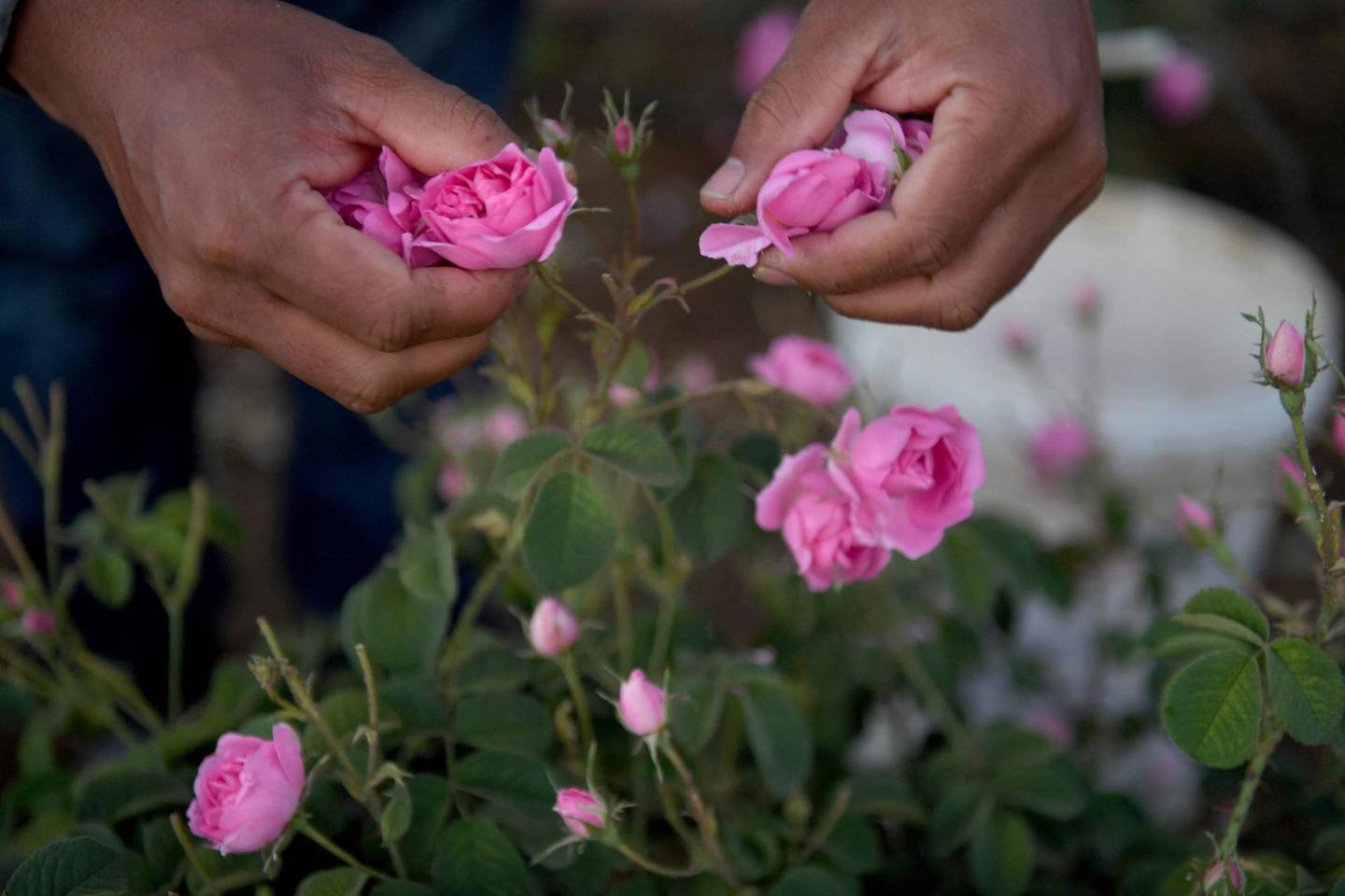 A worker picks Taif roses at the Bin Salman Farm in the Saudi city of Taif on March 13, 2021. The family farm is open to visitors and offers a complete rural experience including the viewing of the time-honoured tradition of extracting rose water and oil from the Taif rose, a prized component in the cosmetic, culinary and other industries. It has become synonymous with the city itself, dubbed locally as the City of Roses. / AFP / Amer HILABI
