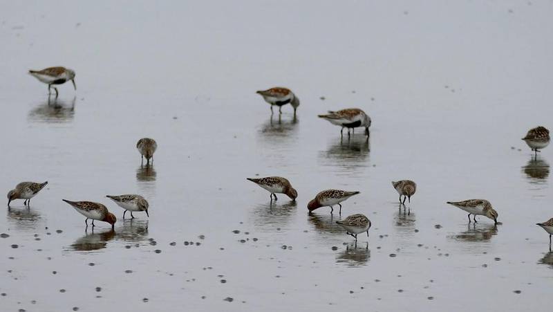 In this May 2015 photo, provided by the Pukorokoro Miranda Shorebird Centre, birds stand in the mud flats in Nampo, North Korea. A trip by a New Zealand research team near Nampo, southwest of Pyongyang, underscores some tentative but significant progress by outside scientists to conduct small-scale research projects in North Korea. Adrien Riegen/Pukorokoro Miranda Shorebird Centre via AP
