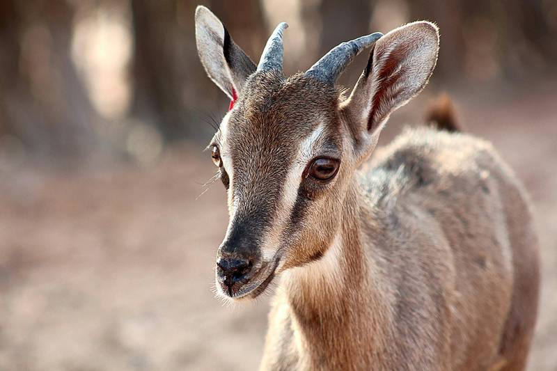 Endangered animals of the UAE — in pictures