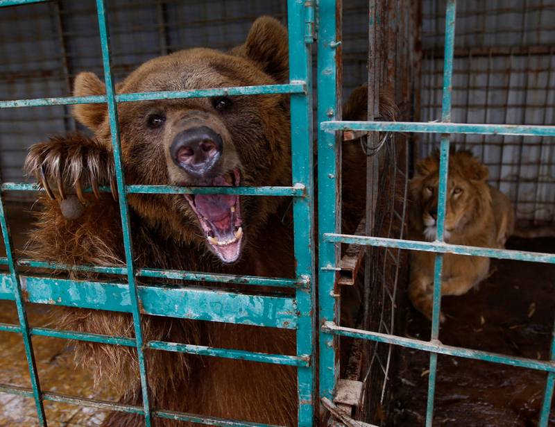 A lion and a bear are seen in a closed zoo in the holy city of Najaf, Iraq. Reuters