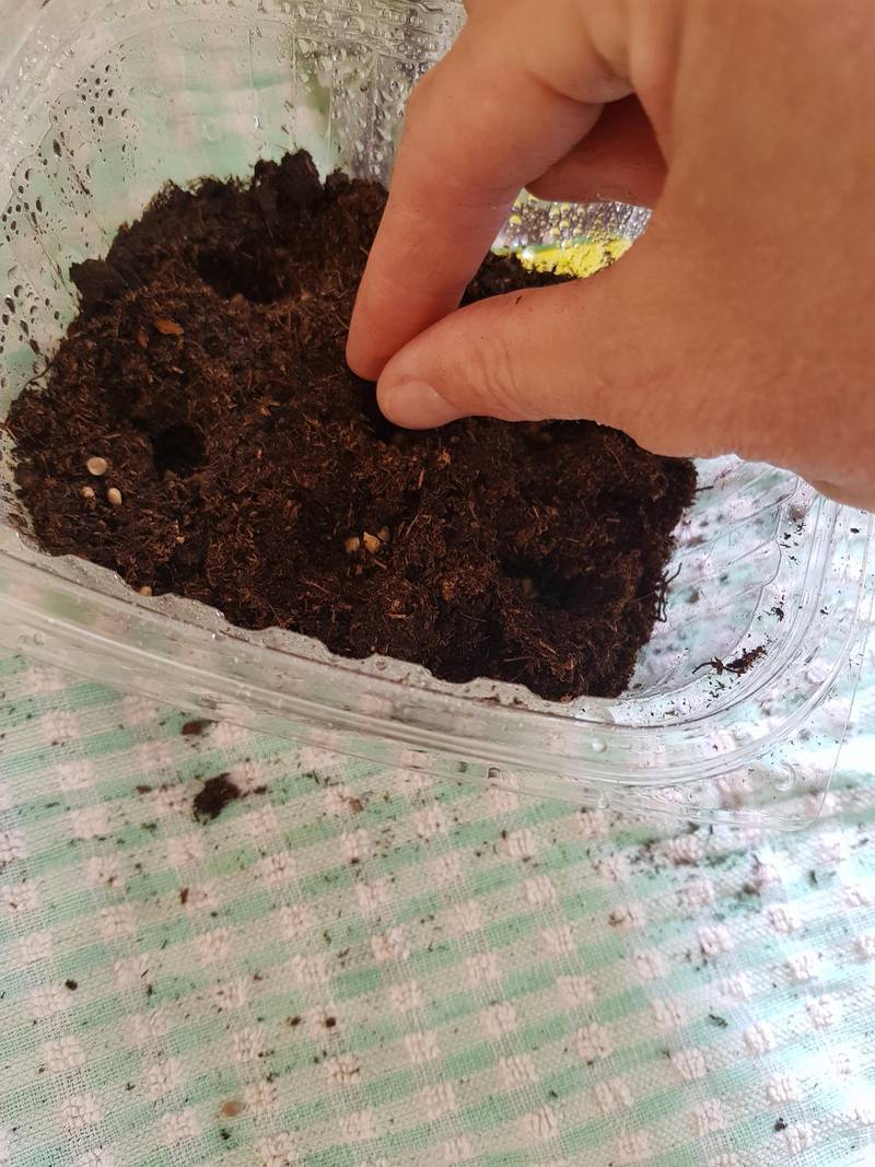 Step 6: Drop a few seeds into each hole and gently cover with soil. To give better odds of something germinating, I use lots of seeds.