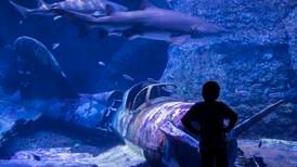 Abu Dhabi aquarium to host exhibition about healing oceans curated by National Geographic