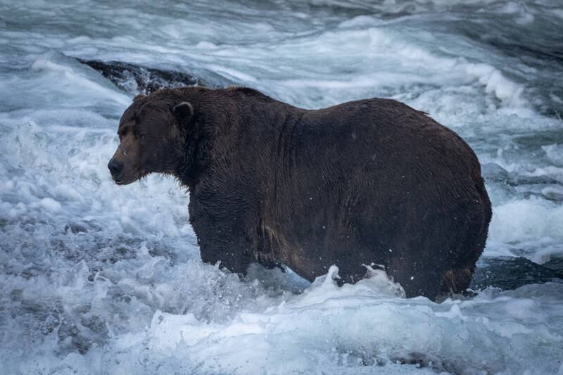 Bear 32 searches for fish in the river. Photo: L Law