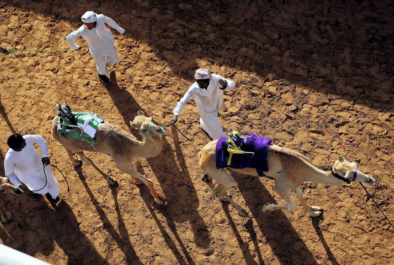 Dubai, April, 06, 2019: Camels walking towards the start line on the first day of the Marmoom season finals for the camel racing season at Al Marmoom Heritage Village in Dubai. Satish Kumar/ For the National / Story by Anna  Zacharias