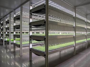 ADQ and Safe Haven launch high-tech greenhouse project to bolster UAE’s food security