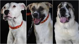 These dogs need homes as Furrballs UAE animal rescue group closes