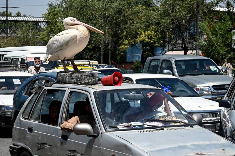 A pet pelican is sprayed with water on top of a car in traffic in Kabul. AFP
