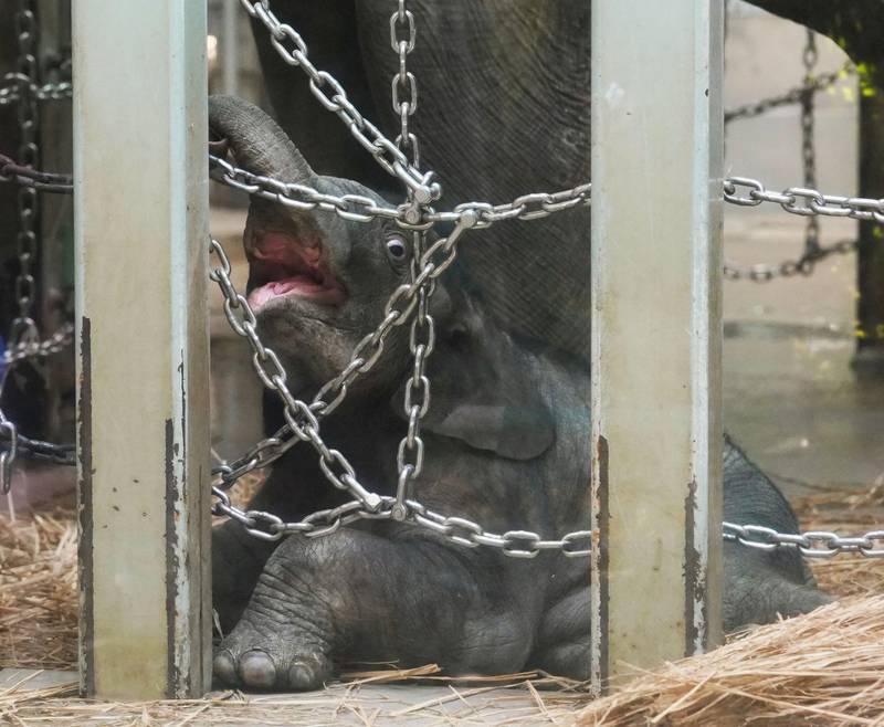 A baby Asian elephant goes on public display at Ueno Zoological Gardens, about a month after he was born, in Tokyo, Japan in this photo taken by Kyodo.  REUTERS