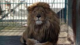 Saudi Arabia seizes eight lions and a wolf from illegal private collection