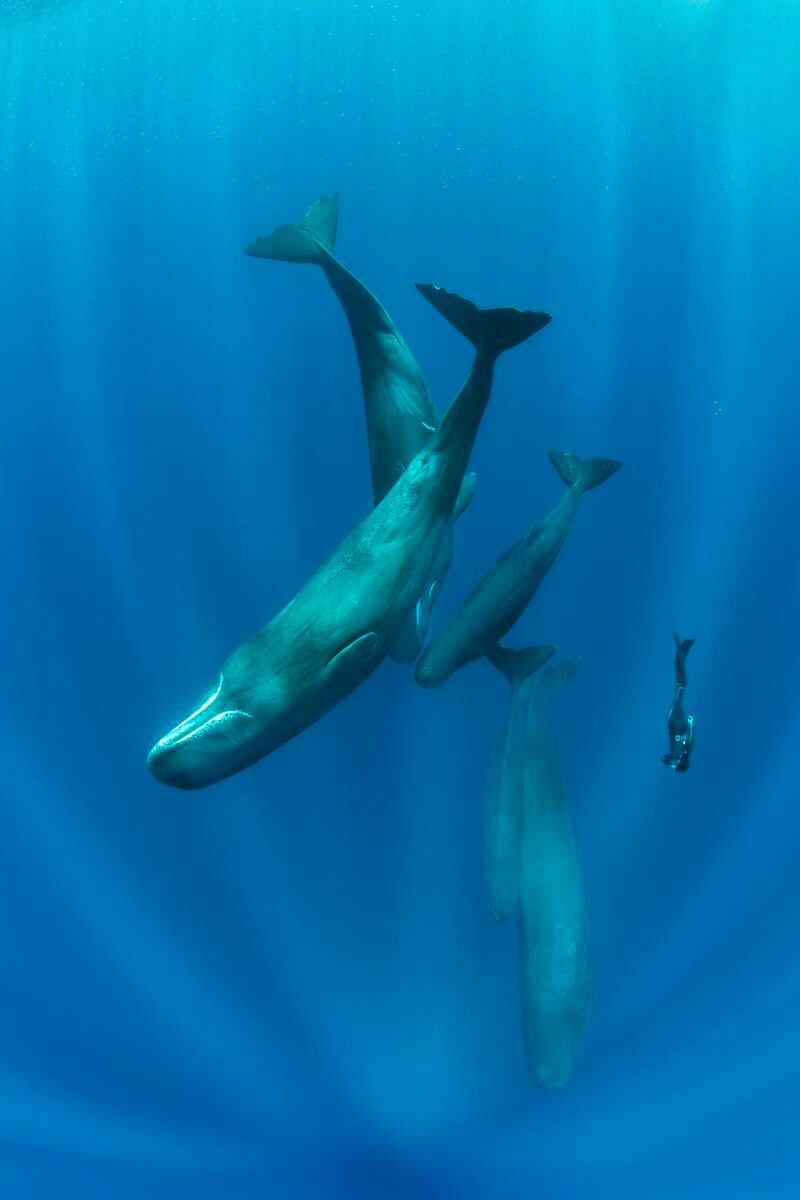 Second place, Ocean Adventure Photographer of the Year, Franco Banfi, from Dominica. A freediver swims with a matriarchal pod of five sperm whales. 
