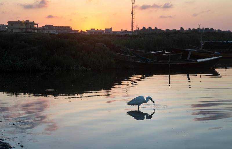 An egret bird at a lake in Al Maadea district of Behera Governorate, Egypt. EPA