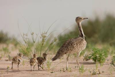  The protection of the houbara, one of the UAE's national emblems, has become the focus of a 5-year plan. Courtesy International Fund For Houbara Conservation

 