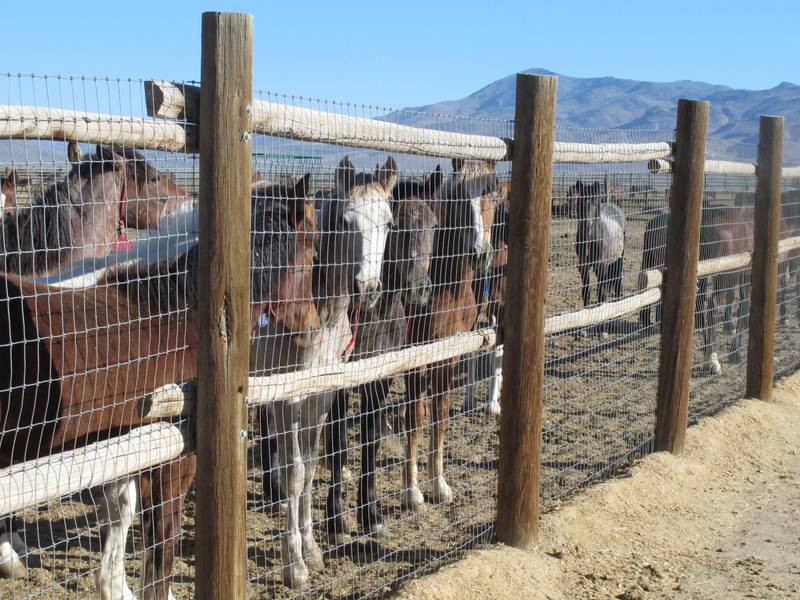Horses at the Bureau of Land Management holding facility in Palomino Valley, Nevada. AP