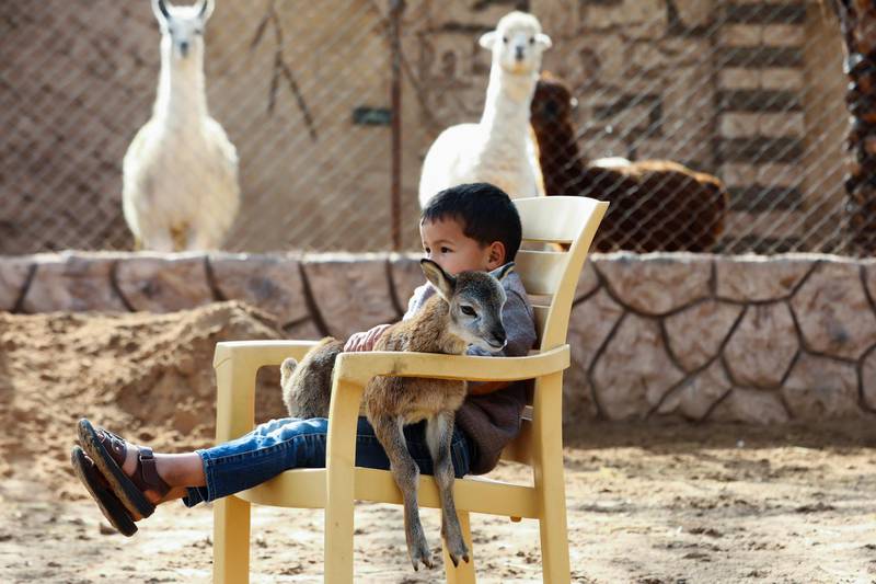 A young member of the Diab family relaxes in a chair with a calf at the family's farm in the Tajoura suburb of Tripoli, Libya. Reuters