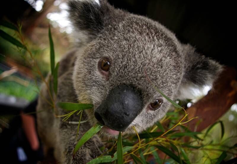 Cuddle a koala at the Currumbin Wildlife Sanctuary. Photo: Barberstock